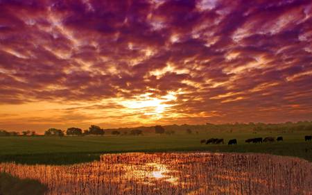 Purple Sky - clouds, field, purple, sky