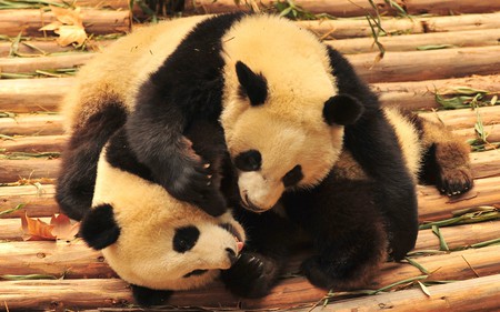 Playing Pandas - pandas, bears, wood, leaves