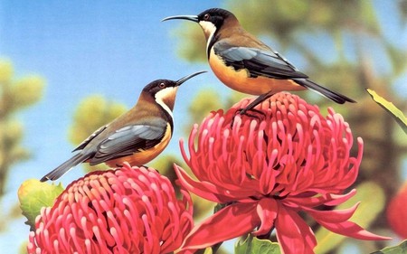 hummingbirds - hummingbirds, birds, blue, brown, small, pink, flowers, white, nature, sky