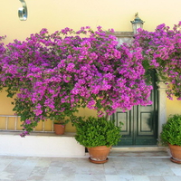 purple bouganvillas