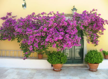 purple bouganvillas - flowers, house, door, purple, bouganvillas