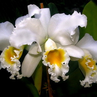 splendid white orchids