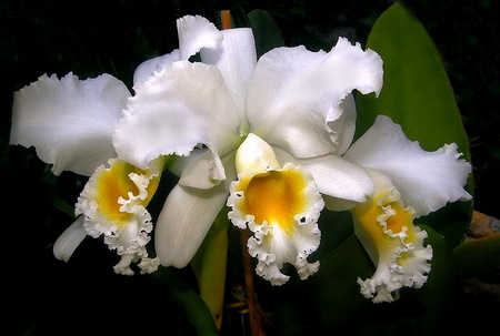 splendid white orchids - white, orchids, flowers, elegant, splendid