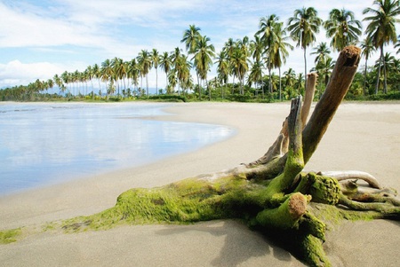 Wishful Thinking - beach, ocean, palm trees, water clouds