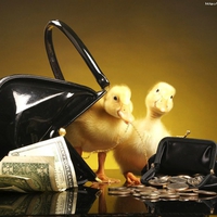 duck wealth