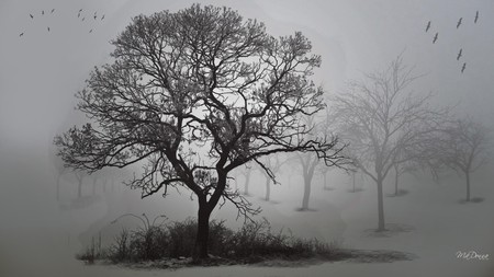 Foggy Fall Morning - morning, autumn, abstract, trees, light, fog, firefox persona, widescreen