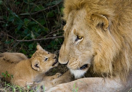 Fatherhood - masai mara, safari, cub, cats, lion, kenya