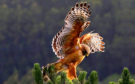 WING SPAN LANDER - hawk, landing, wing, red, shouldered, span