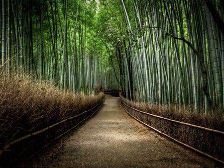 Bamboo - sky, trees, path, road, walk, green, brush, landscape, forests, way, daylight, day, light, nature, tall, leaves, bamboo