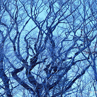 winter,snow,forest,landscape