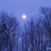 winter,snow,forest,landscape