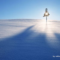 winter,snow,forest,landscape