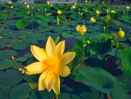 Lotus Lake - lotus, water, flowers, leaves, yellow, nature, green