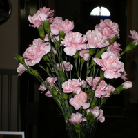 PINK CARNATIONS