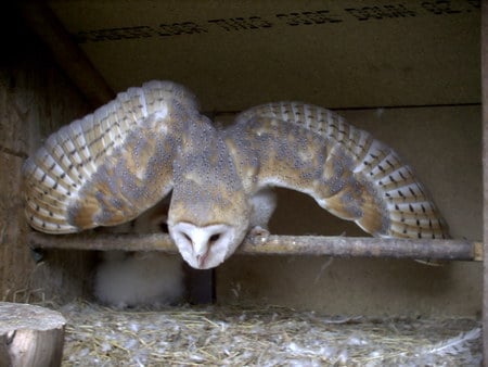 gold - owl, birds, raptor, barn