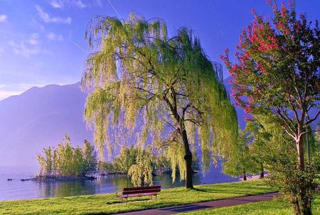 Under the willow - lake, bench, mountains, turning tree, lawn, blue sky