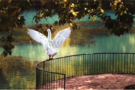 Ready to fly - goose, railing, trees, blue, lake, deck, spread wings