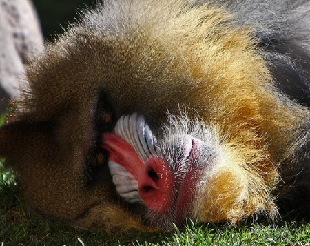 Simiadae Division - canine teeth, coloured, animal, snout, baboon