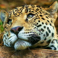 leopard