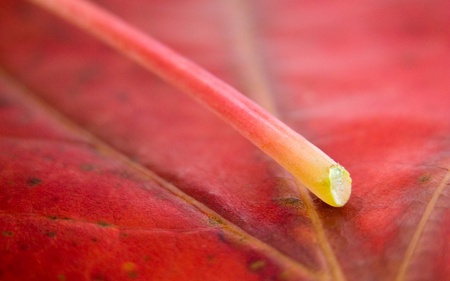 Red Leaf - nature, red, photography, leaf, flower