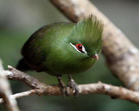 Green crested Turaco - turaco, tree, green crested, branch