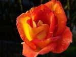 Brilliant Orange Rose