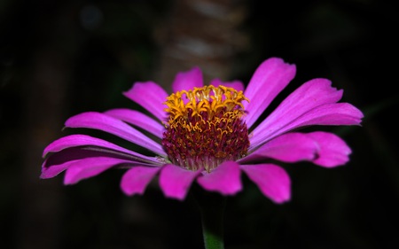 The Purple Flower - nature, purple, beautiful, one, flowers