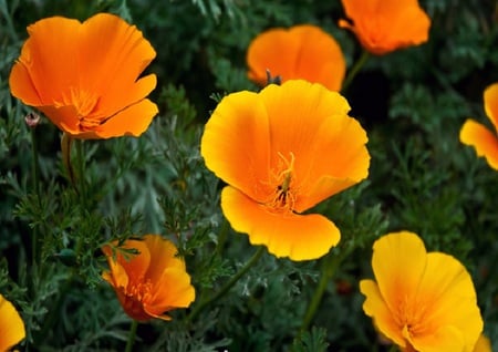 Golden Stand - flowers, orange, leaves, yellow, nature, green