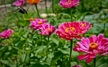 Bumble Bee Garden - nature, beautiful, bumblebee, garden, flower