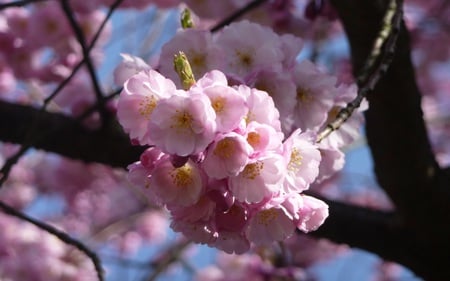 Cherry Blossom - flowers, nature, pink, beautiful