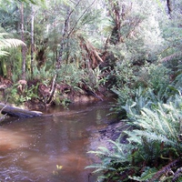 Hastings Reserve