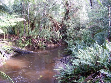 Hastings Reserve - river, beauty, peaceful, natural