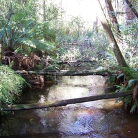 River in Hastings Reserve