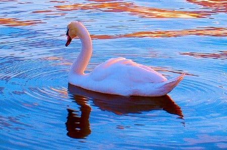 Dapples of sun - swan, water, reflection, gold, dapples of sunlight, blue