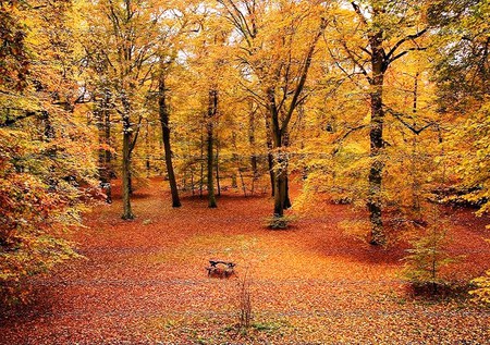 Autumn picnic - ground cover, gold, orange, yellow, trees, picnic table, autumn