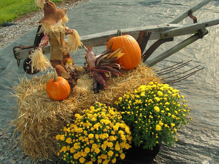 Scarecrow - scarecrow, fall, yellow, flowers, hallowen