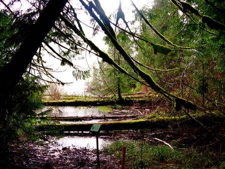 British Columbia - Vancouver Island - Rainforest 7 - forest, outdoor, rain, british columbia, scenery, view, river, trail, bark, scenic, tree, nature, branch, mountain, moss, path, water, canada, bc, lake, vancouver island, clouds