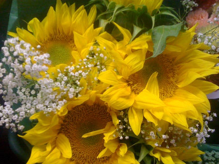 Sunflowers - flower, yellow, sunflower, nature