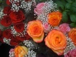 Colorful Roses