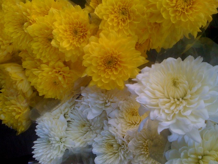 White and Yellow - white, flower, yellow, nature