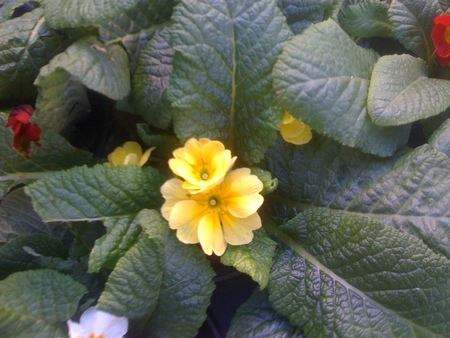 Yellow in the middle - flower, yellow, nature, green