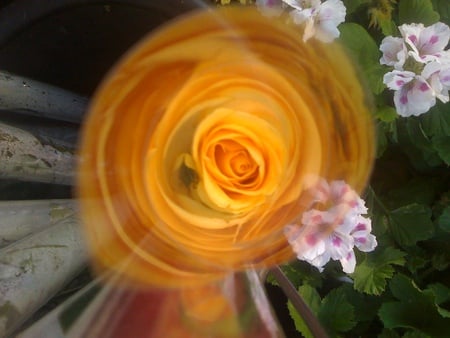 The Yellow Rose - flower, yellow, nature, rose