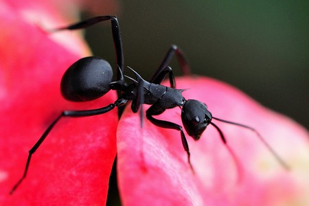 Ant - black, nature, ant, insect, pink