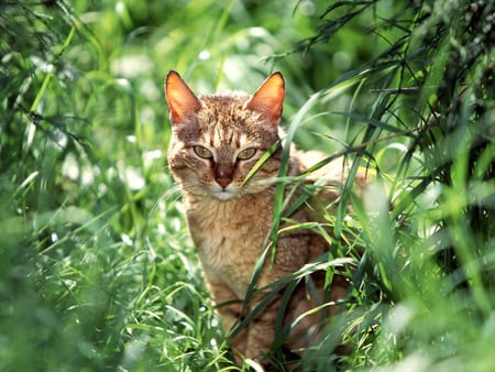 Wild Cat - nature, wild cat, cat, wild, green, grass