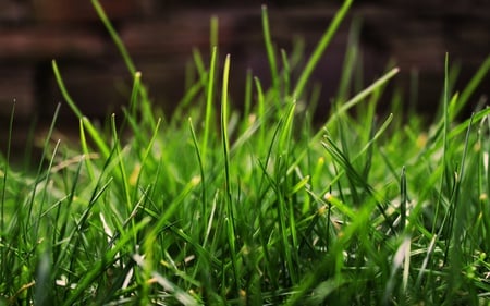 green grass