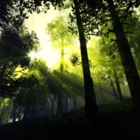 green forest light