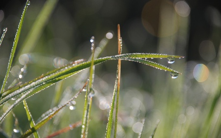 morning ecstasy - nature, morning, grass