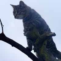 King of the castle