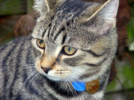 Handsome little man - tabby, cute, cat, garden