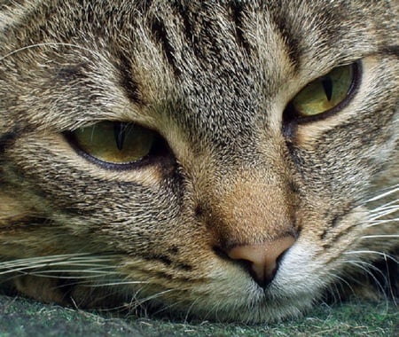 Tabby Cat - tabby, whiskers, nose, cat, eyes, beautiful, feline, green